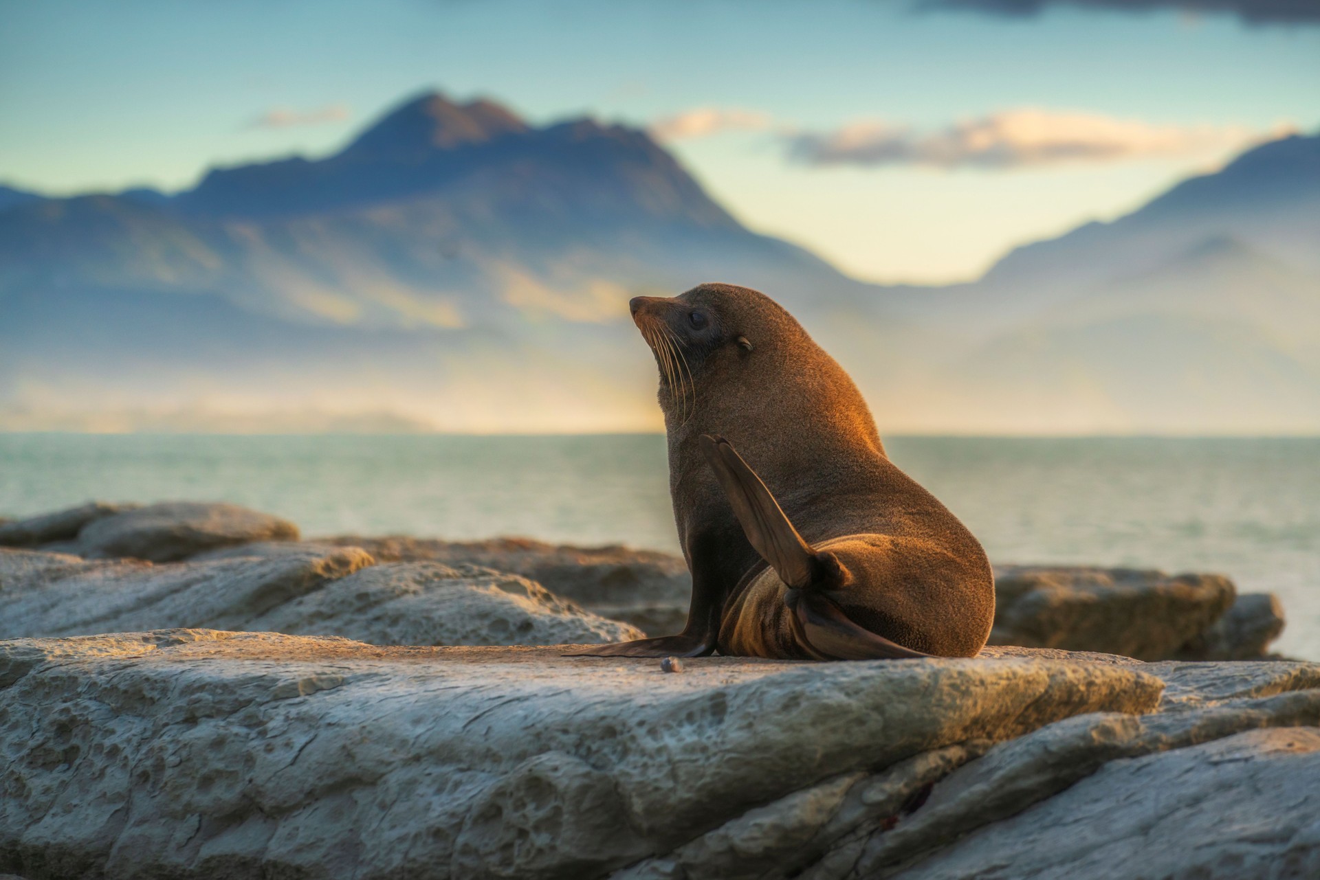 Sea lions resting on a rock at Kaikoura beach, South Island, New Zealand