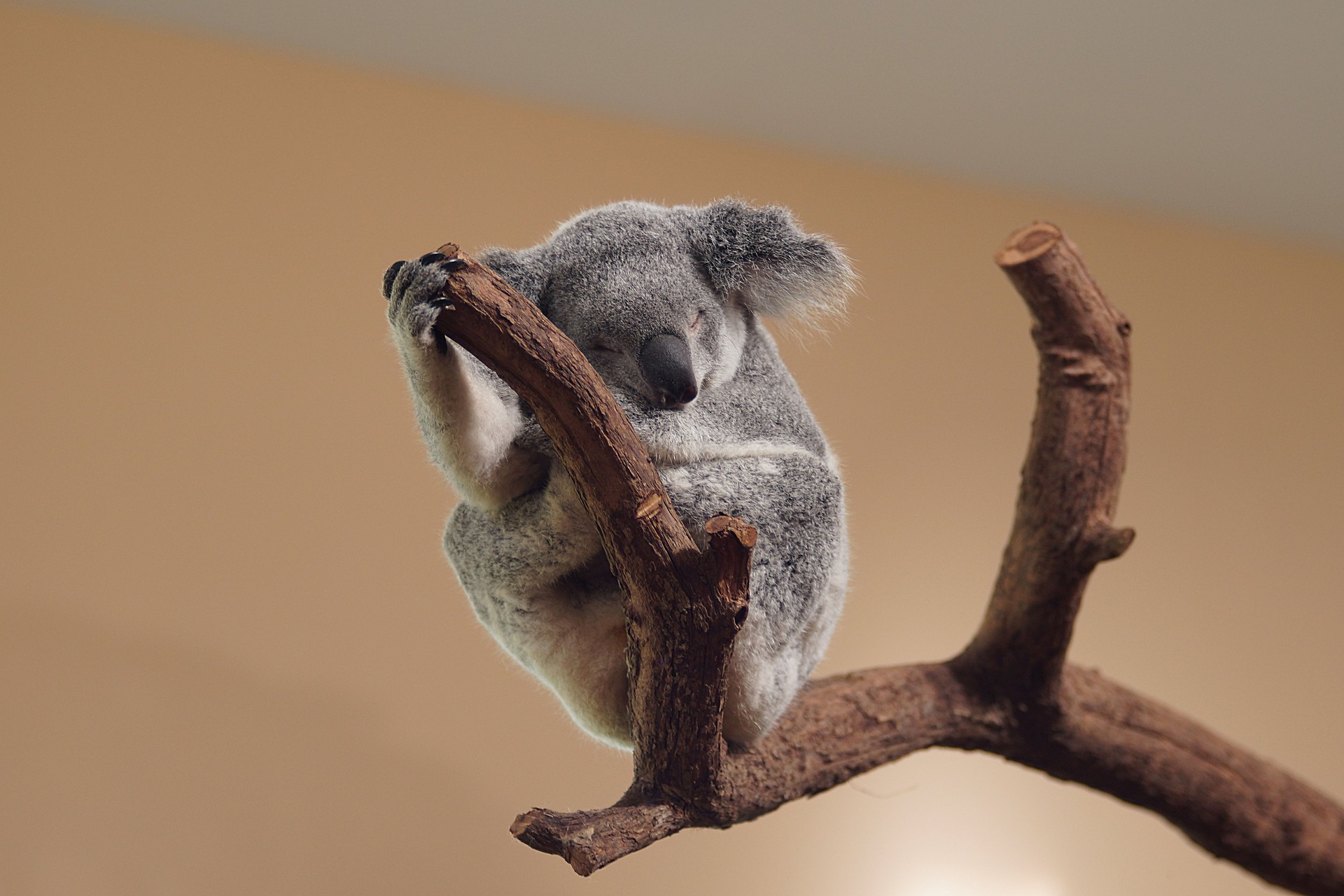 Australia Student Visa