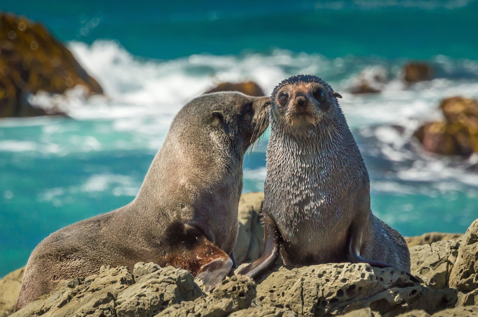 Mother fur seal kissing newborn young