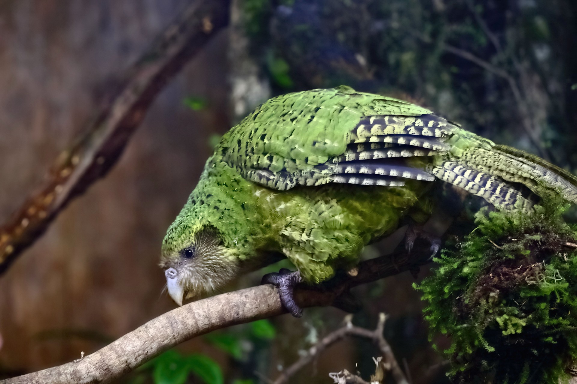 Sirocco the Kakapo, the national treasure and media superstar of New Zealand