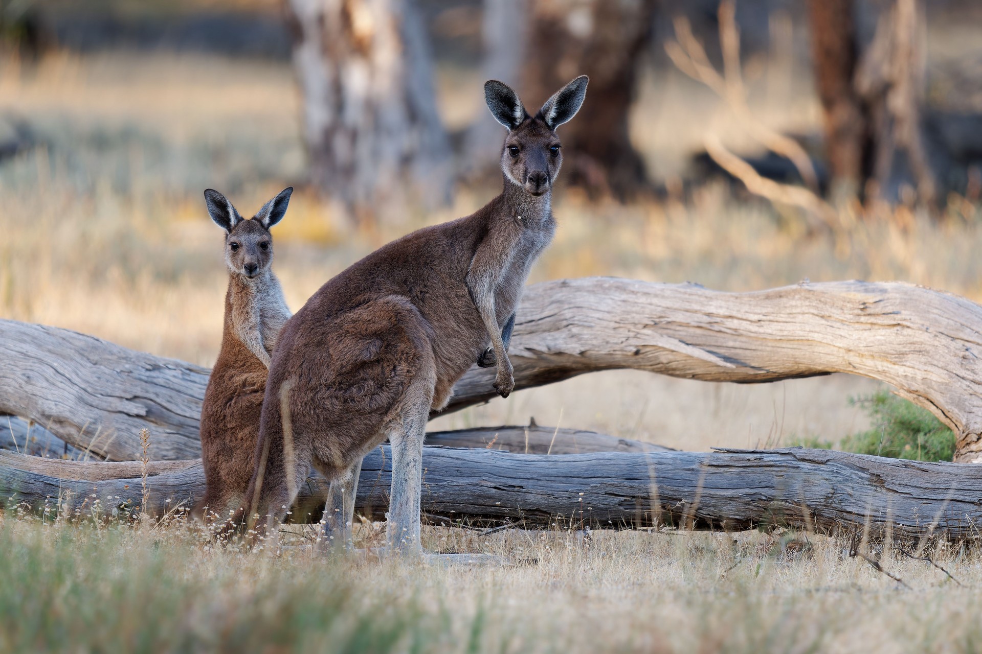 Western Grey Kangaroo - Macropus fuliginosus also giant or black-faced or mallee kangaroo or sooty kangaroo, large common kangaroo from southern part of Australia, in bushes